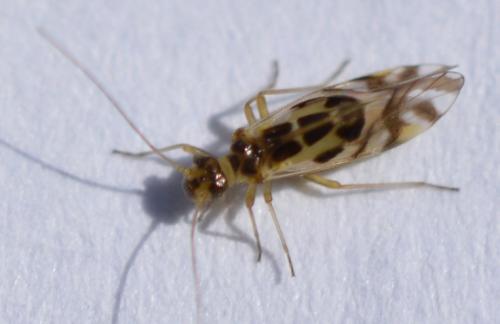 Graphopsocus cruciatus